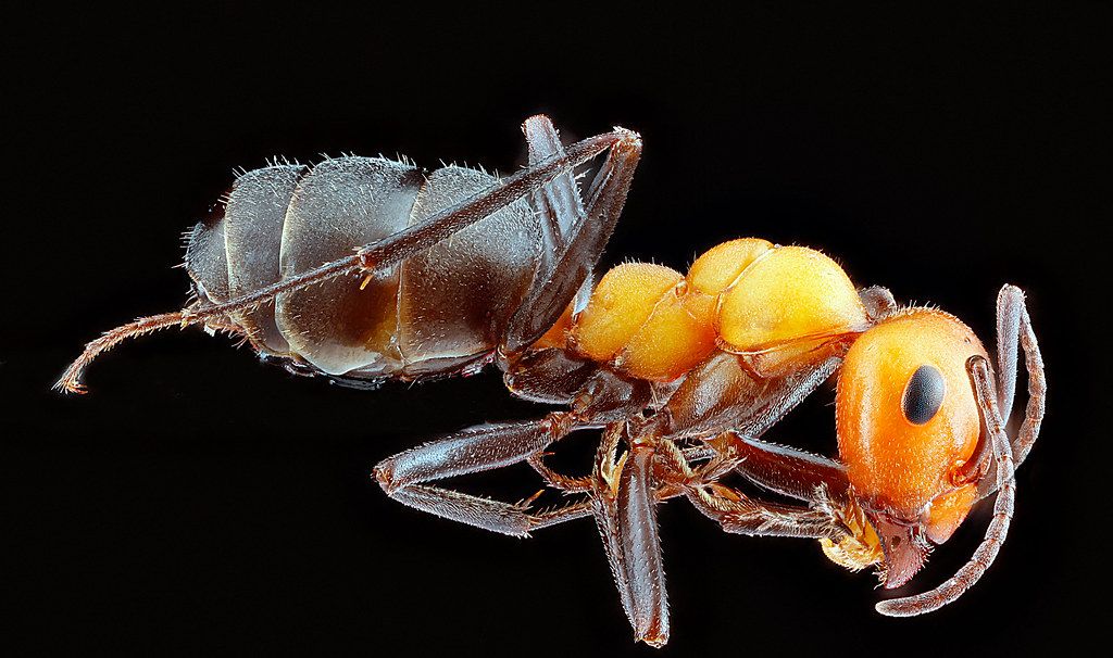 Ant Control service in East Los Angeles, CA