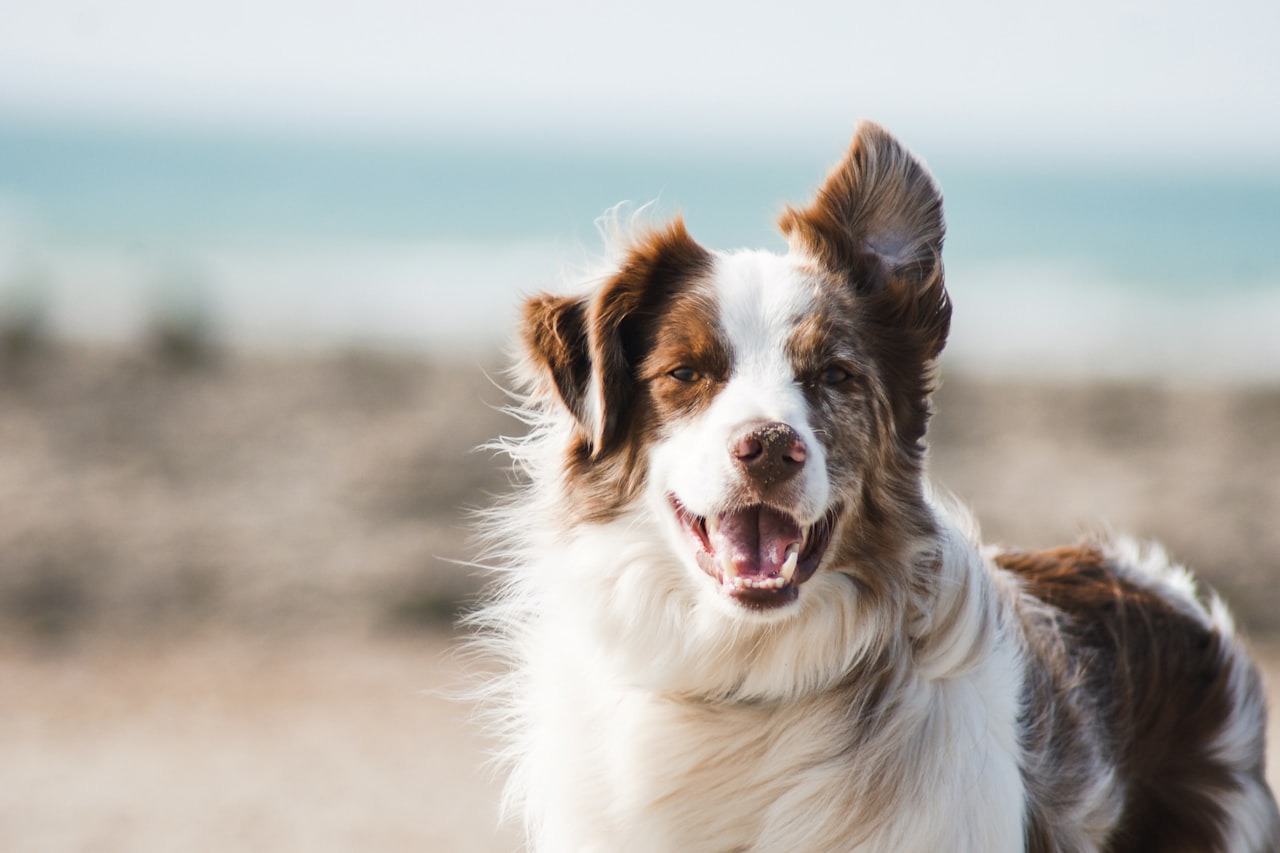 Flea & Tick Control service in East Los Angeles, CA