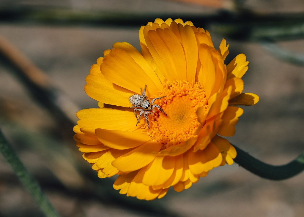 Spider Control service in East Los Angeles, CA
